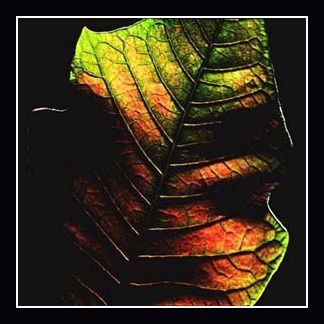 Herbstblatt im Farbreichtum