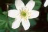 Anemonen bei Bad Blankenburg