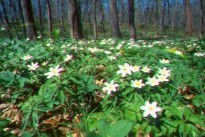 Fr�hlingsaspekt in den Reinsbergen