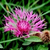 Vielf�ltige M�glichkeiten der Makrofotografie 