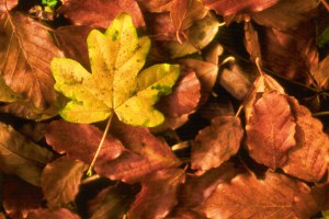 Herbststimmung mit Farbinspiration