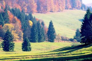 Herbstlicher Th�ringer Wald