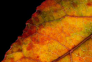 fotokurs th�ringen makrofotografie   detail bergahorn  nationalpark th�ringen