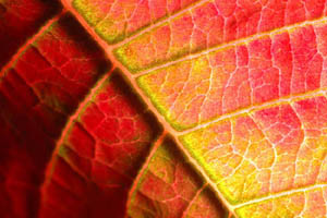 Fotokurs Th�ringen Blumen Farbgestaltung