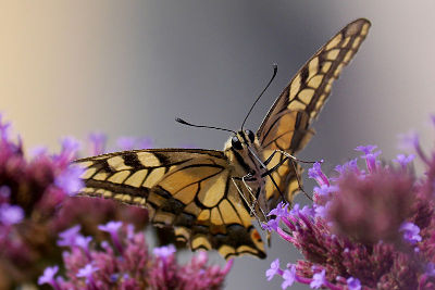 fotokurs gartenfotografie schmetterling