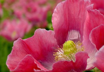 fotokurs hessen kassel fulda göttingen blumenfotografie