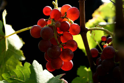 fotokurs hessen rheingau wiesbaden wein