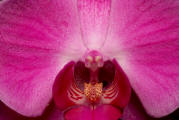 fotokurs erfurt thüringen makrofotografie orchidee 1