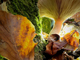 fotokurs pilze im gegenlicht thringen naturfotografie makrofotografie