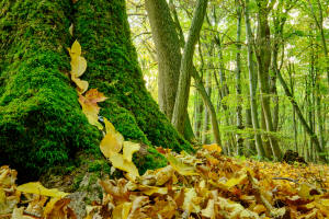 fotokurs herbst