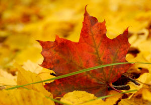 fotokurs herbst 