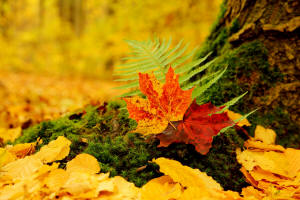 fotokurs herbst 