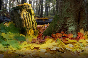 Fotokurs Herbst