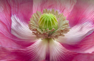 fotokurs hessen kassel fulda gttingen blumenfotografie 