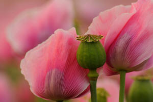 fotokurs hessen kassel fulda gttingen blumenfotografie 