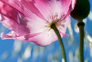 fotokurs hessen kassel fulda gttingen blumenfotografie 
