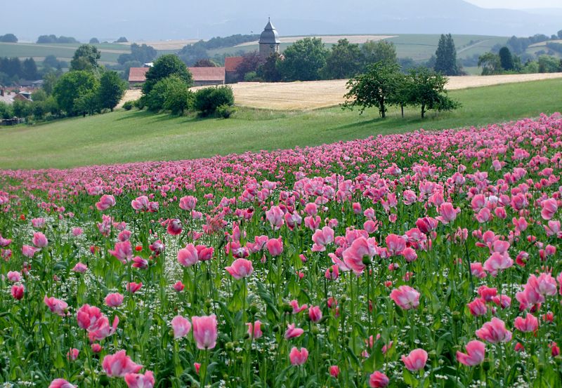 fotokurs hessen kassel fulda gttingen blumenfotografie 