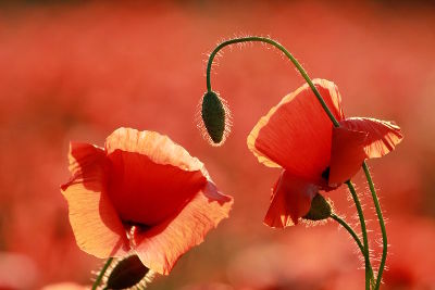 fotokurs mohnblüte kassel fulda
