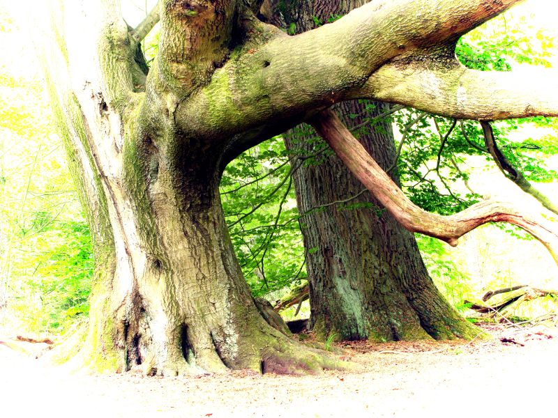 fotokurs kassel gttingen naturfotografie mrchenwald