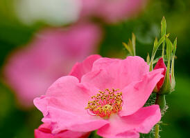 fotokurse rosen blumenfotografie 