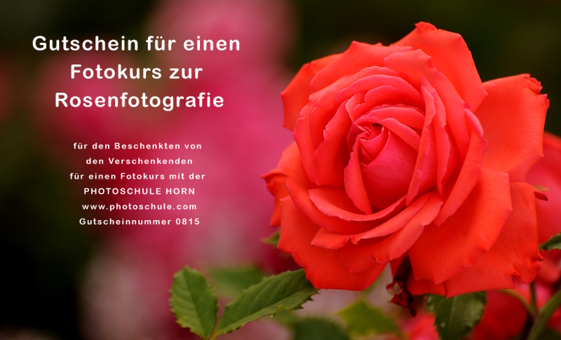 gutschein fotokurs rosen