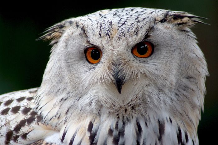 fotokurs tierbeobachtung greifvoegel uhu