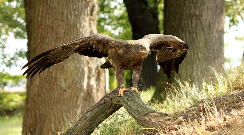 fotokurse greifvgel tierbeobachtung