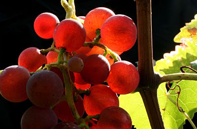 fotokurs wein