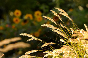 fotokurs gartenfotografie 