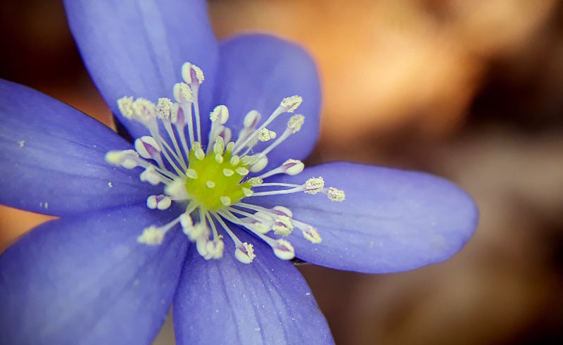 Fotokurs Naturerlebnisse mit dem Smartphone