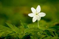 fotokurse makrofotografie blume