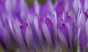 fotokurs makrofotografie