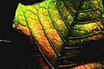 Herbstblatt  im Gegenlicht 
